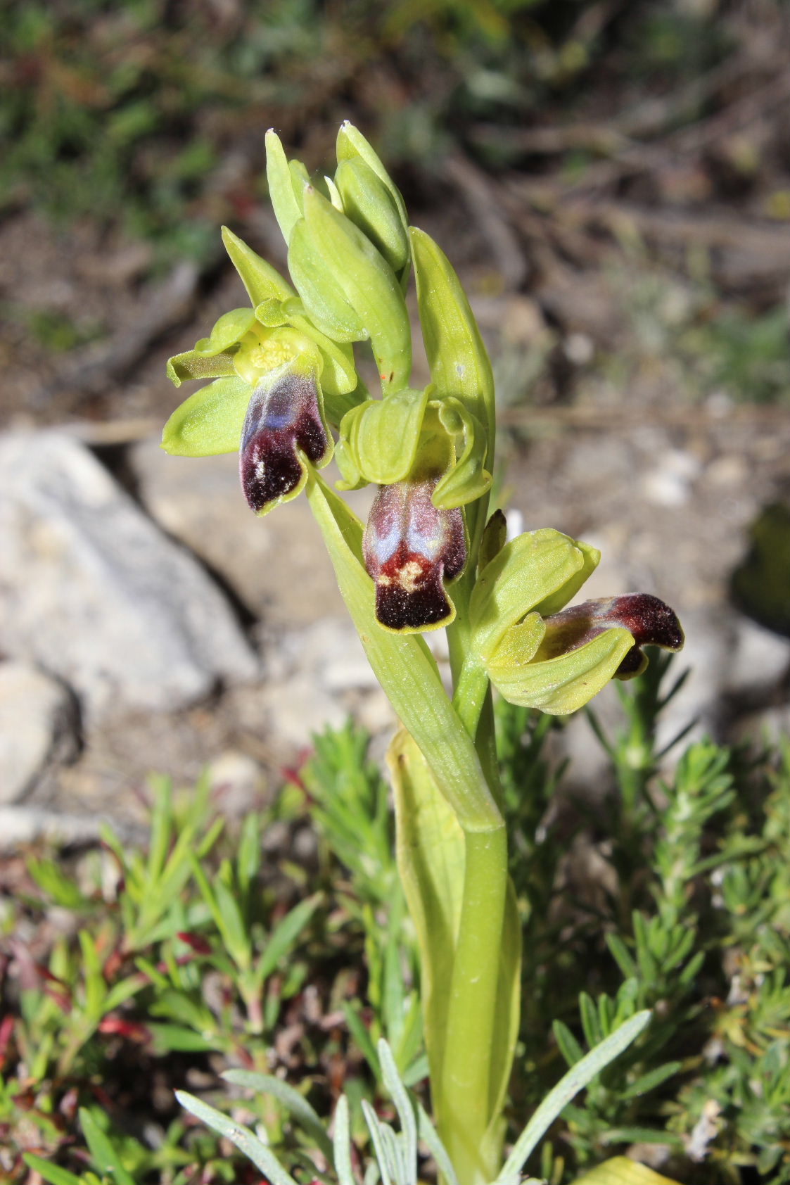 Ophrys fusca da determinare